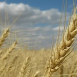 Trend Following Futures Trading: Agricultural Commodities