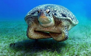 unimpressed-turtle