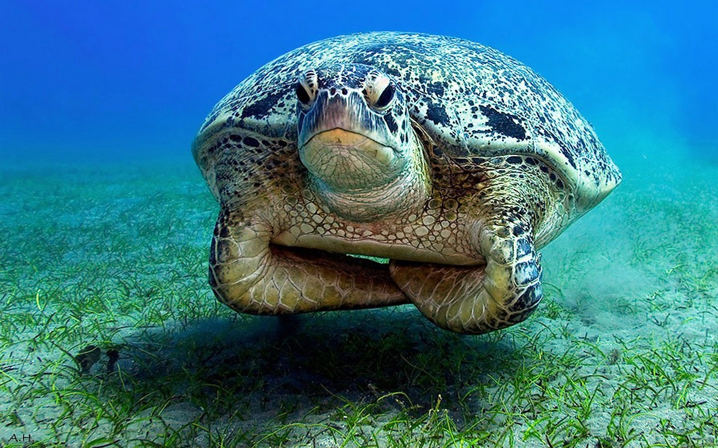 unimpressed-turtle.