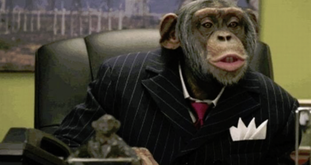 Monkey beats man on stock market picks